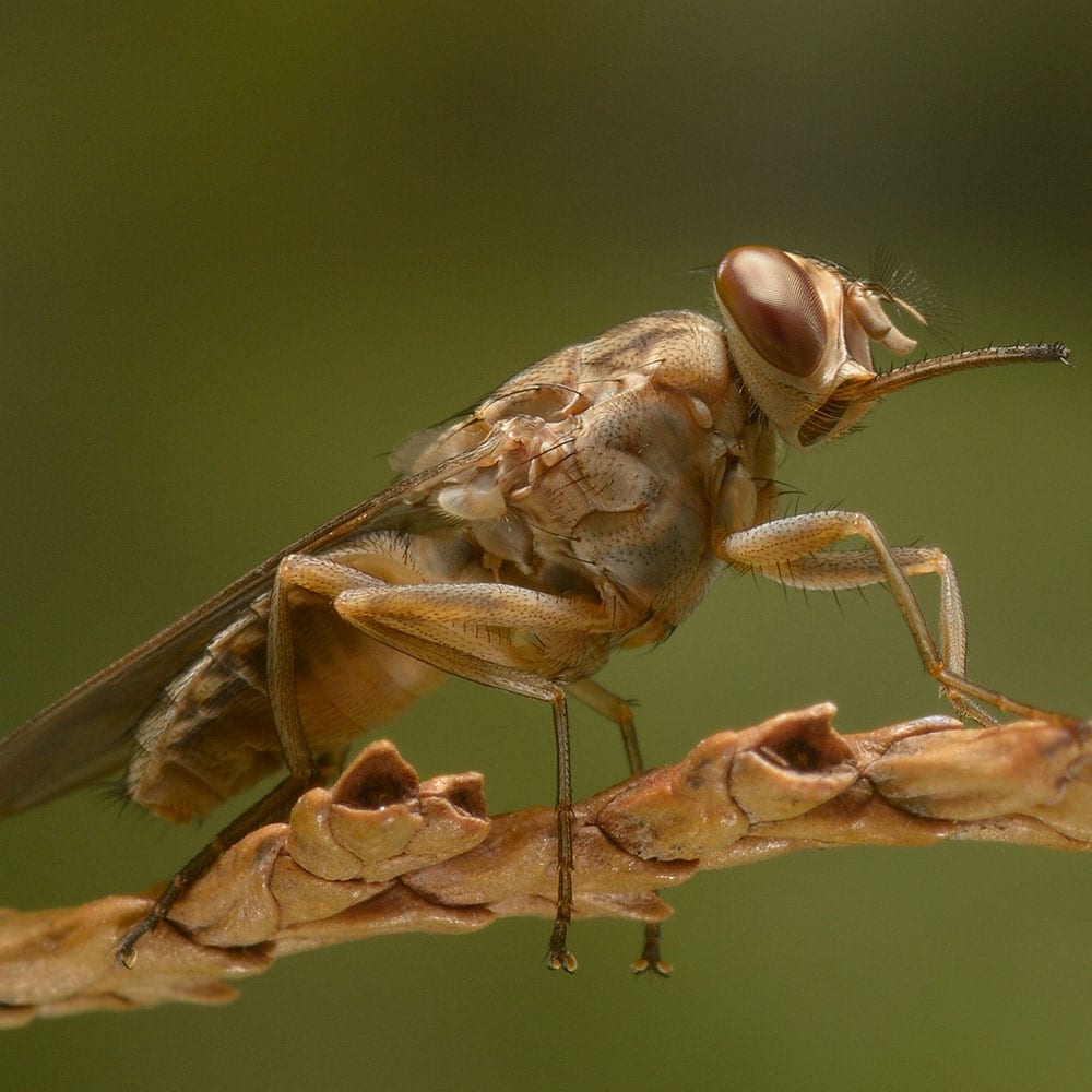 Tsetse Fly