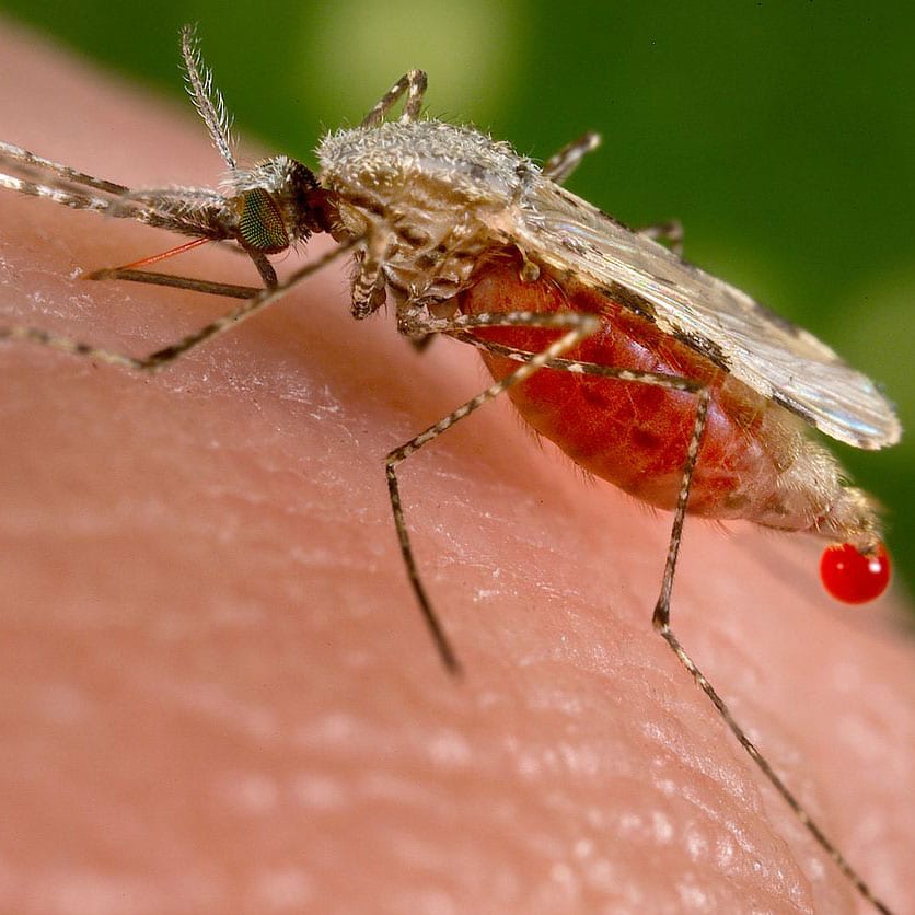 Anopheles