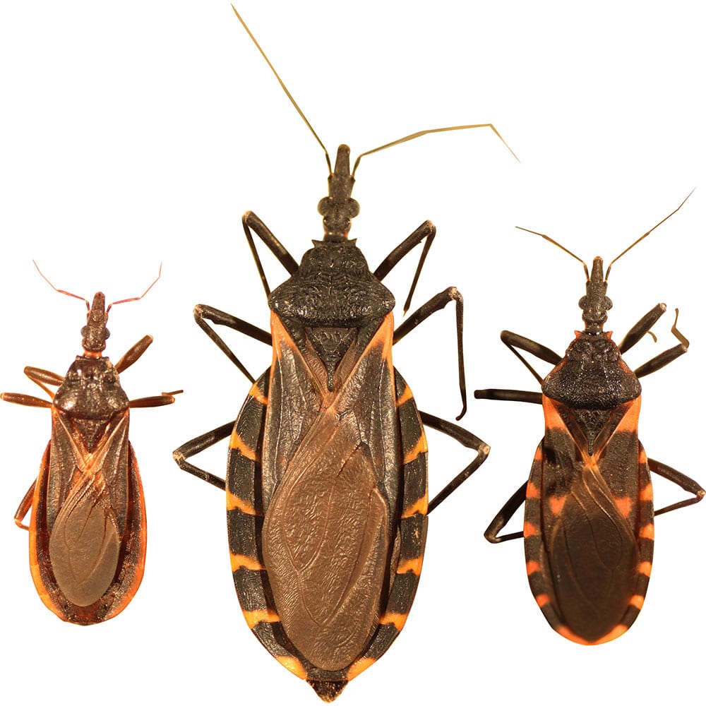 Kissing bugs