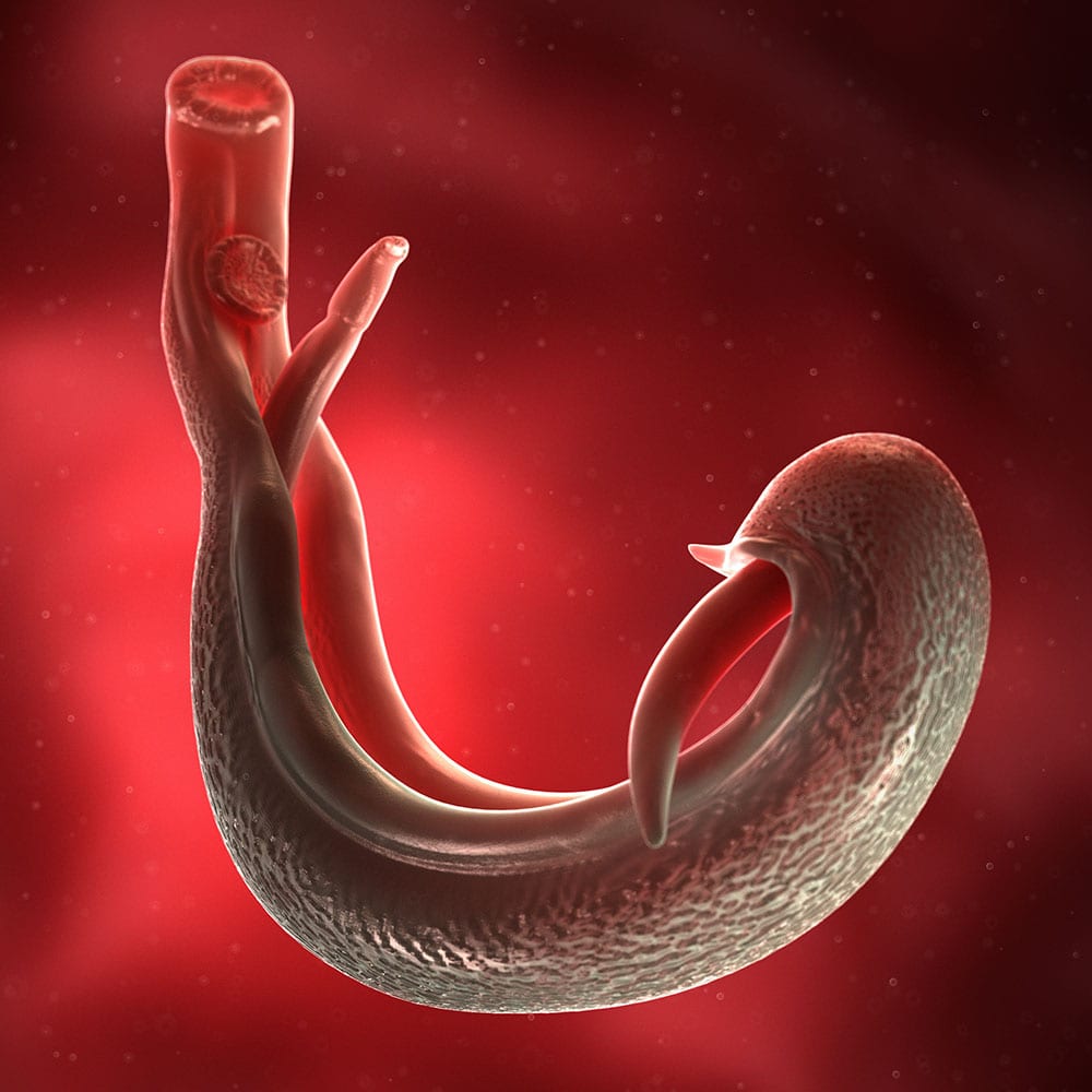 3d rendered medically accurate illustration of a schistosoma