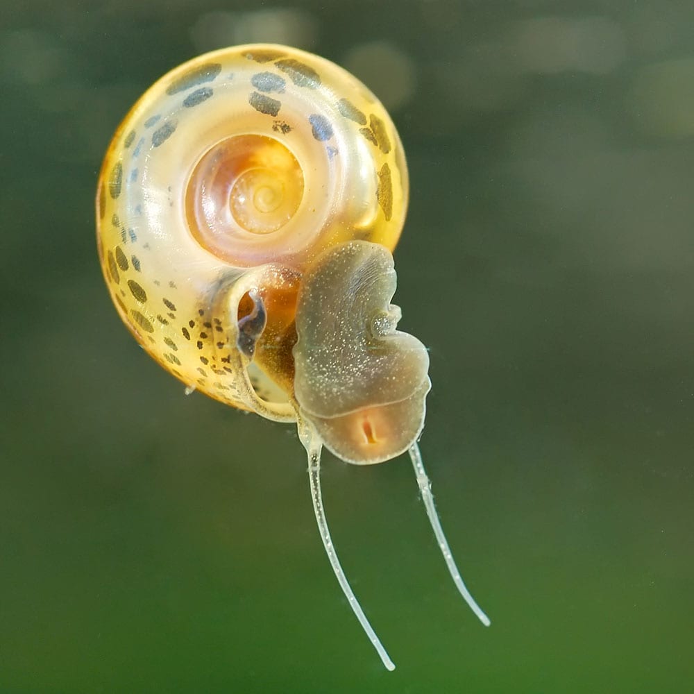 Biomphalaria fresh water Snail vector of Schistosomiasis