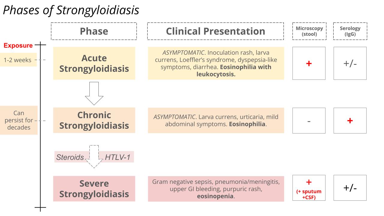 Figure 4. Phases of strongyloidiasis
