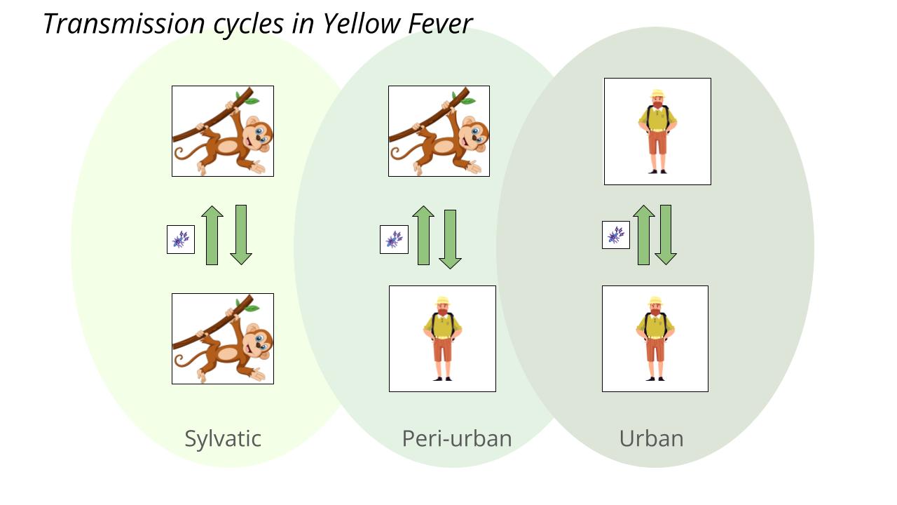 Figure 2. Life cycles in Yellow Fever
