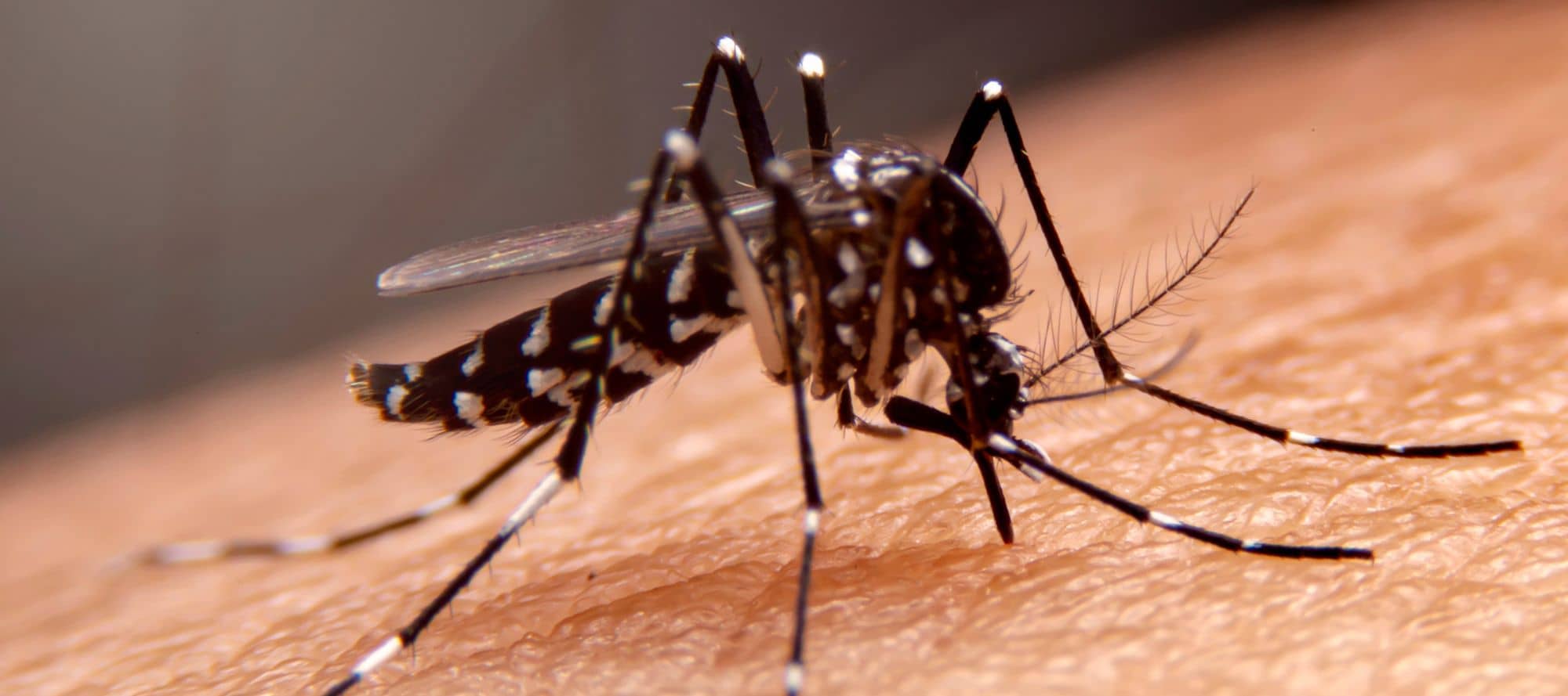 Mosquito on skin
