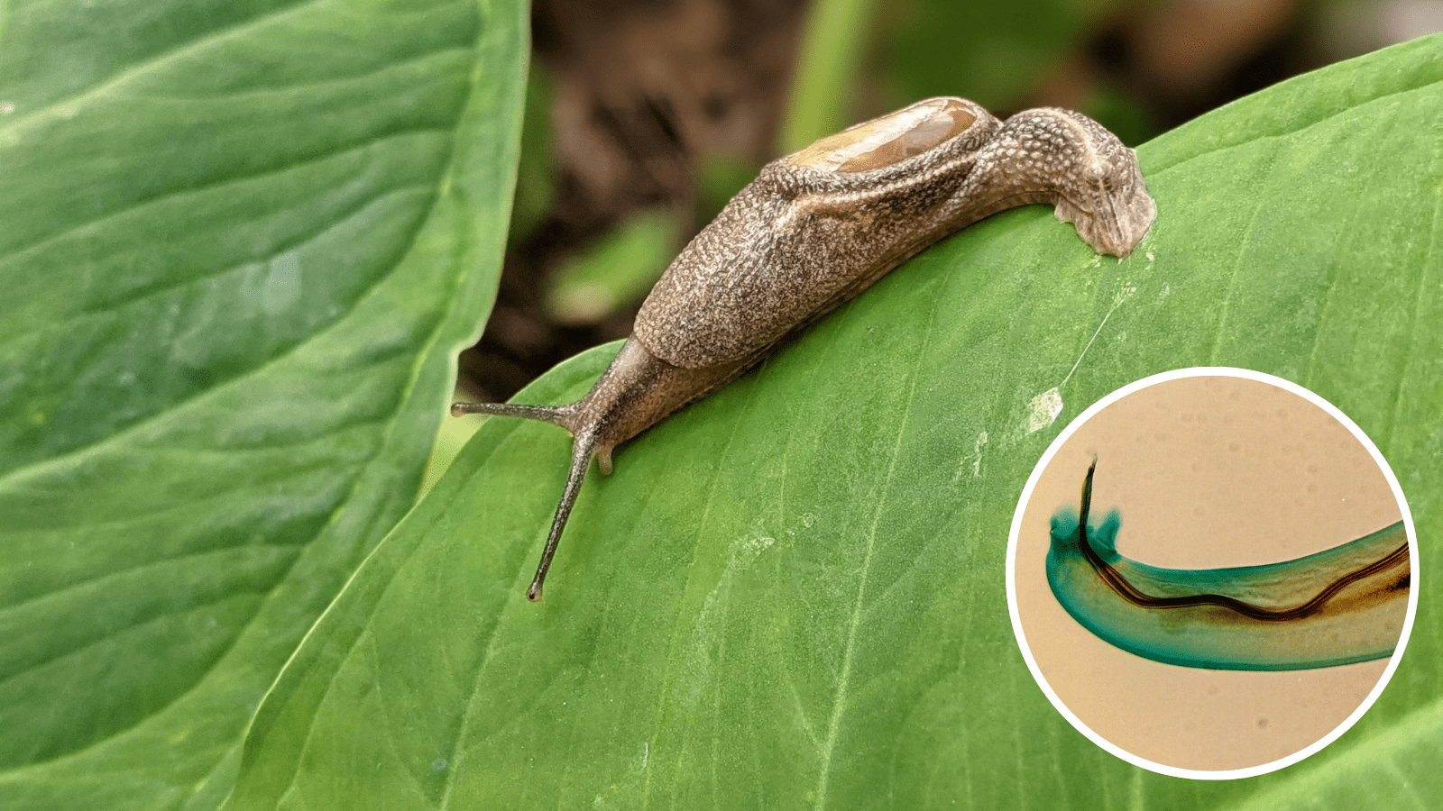 Rat Lungworm Found in California