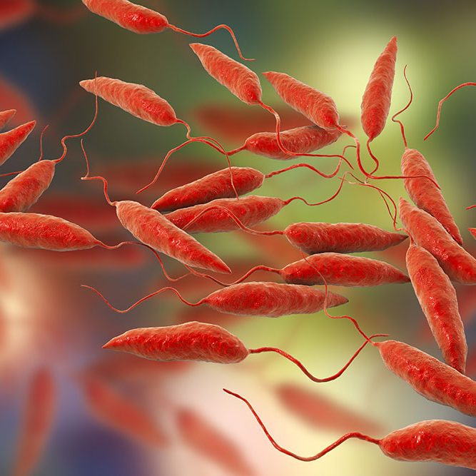 Promastigotes of Leishmania parasite which cause leishmaniasis