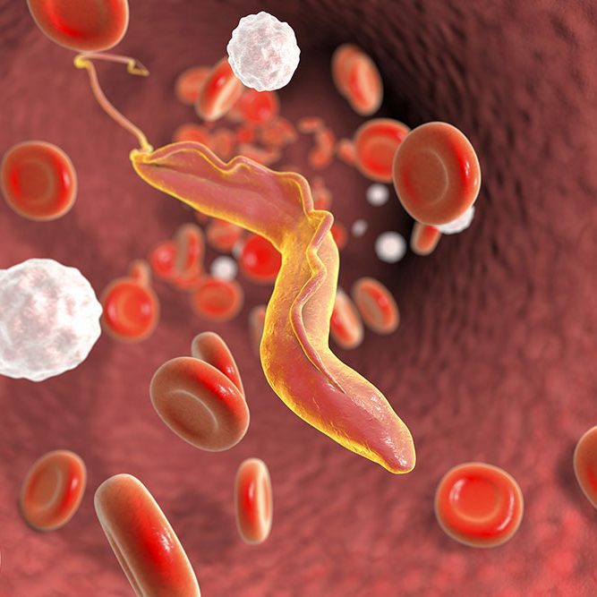 Trypanosoma cruzi parasite which causes Chagas disease